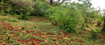Embu,Mariari Agricultural Land Near the Road - Image 5