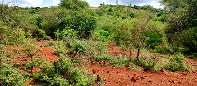 Embu,Mariari Agricultural Land Near the Road - Image 11
