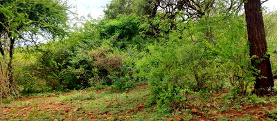 Embu,Mariari Agricultural Land Near the Road - Image 9