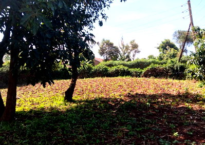 KSh 18M Corner Plot in Ndumberi