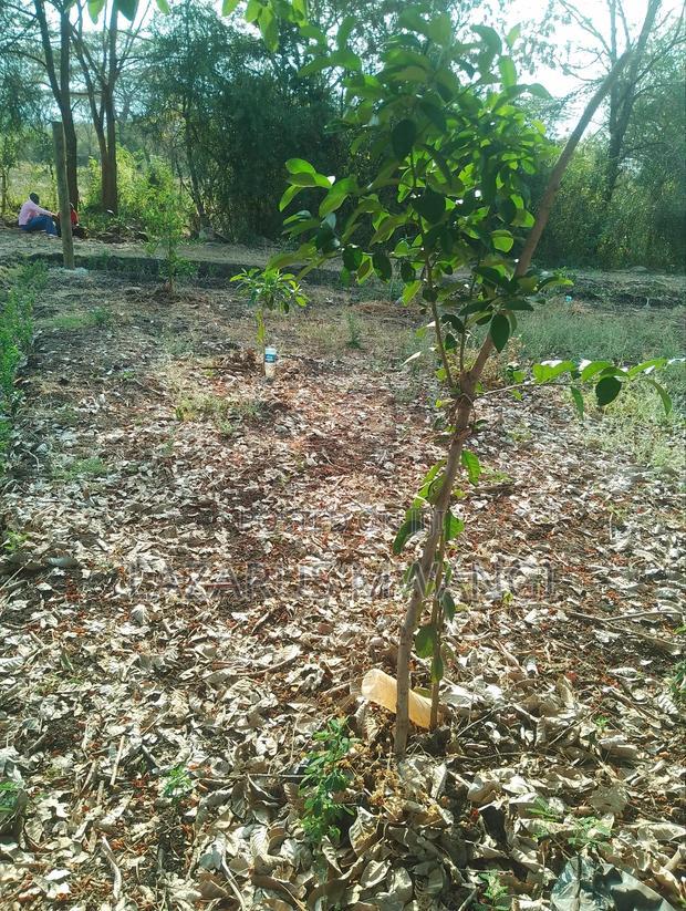 5 Acres of Land Good for Hotel Touching R. Tana