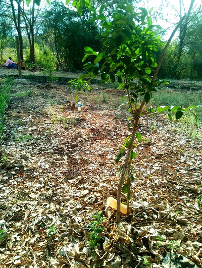 5 Acres of Land Good for Hotel Touching R. Tana - Image 11