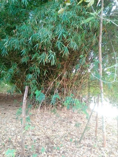 5 Acres of Land Good for Hotel Touching R. Tana - Image 13