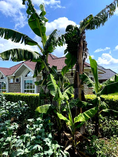 4bdrm Bungalow in Racecourse for sale - Image 2