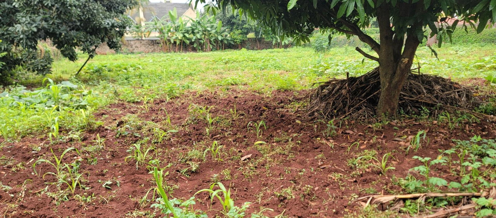 Half Acre Garden Plot at KSh 58M