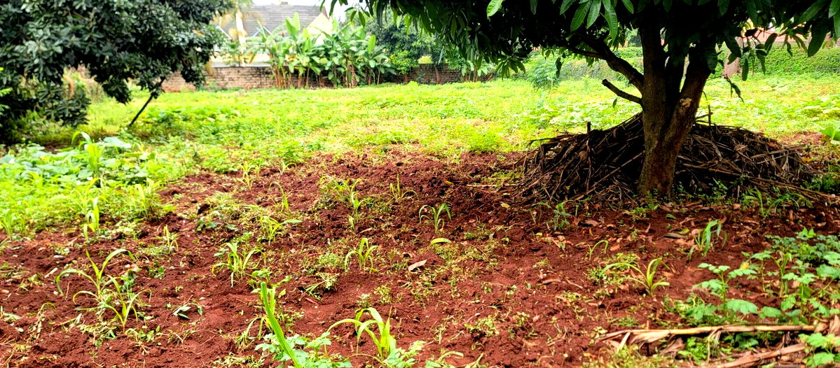 Half Acre Garden Plot at KSh 58M