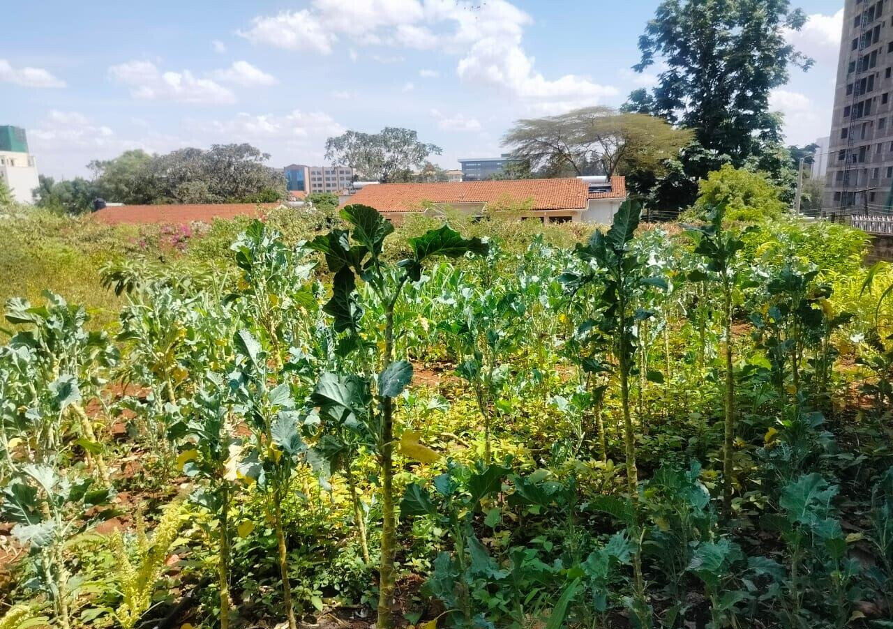 Half Acre Westlands Plot at KSh 180M