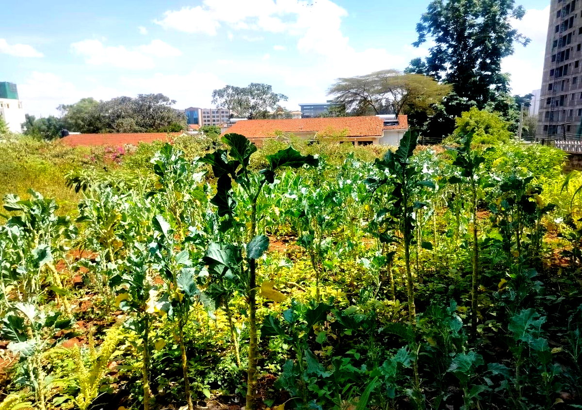 Half Acre Westlands Plot at KSh 180M