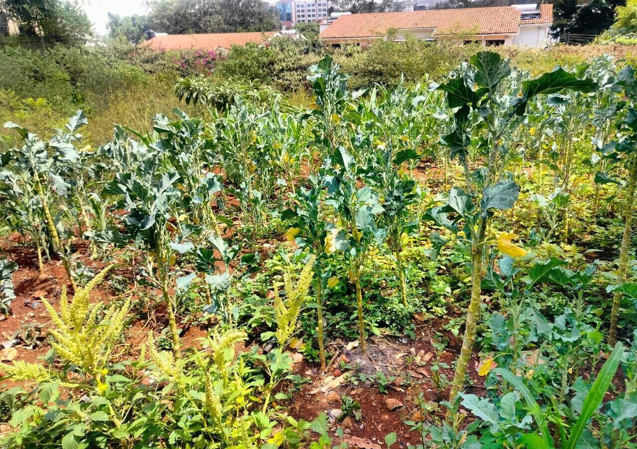 Half Acre Westlands Plot at KSh 180M