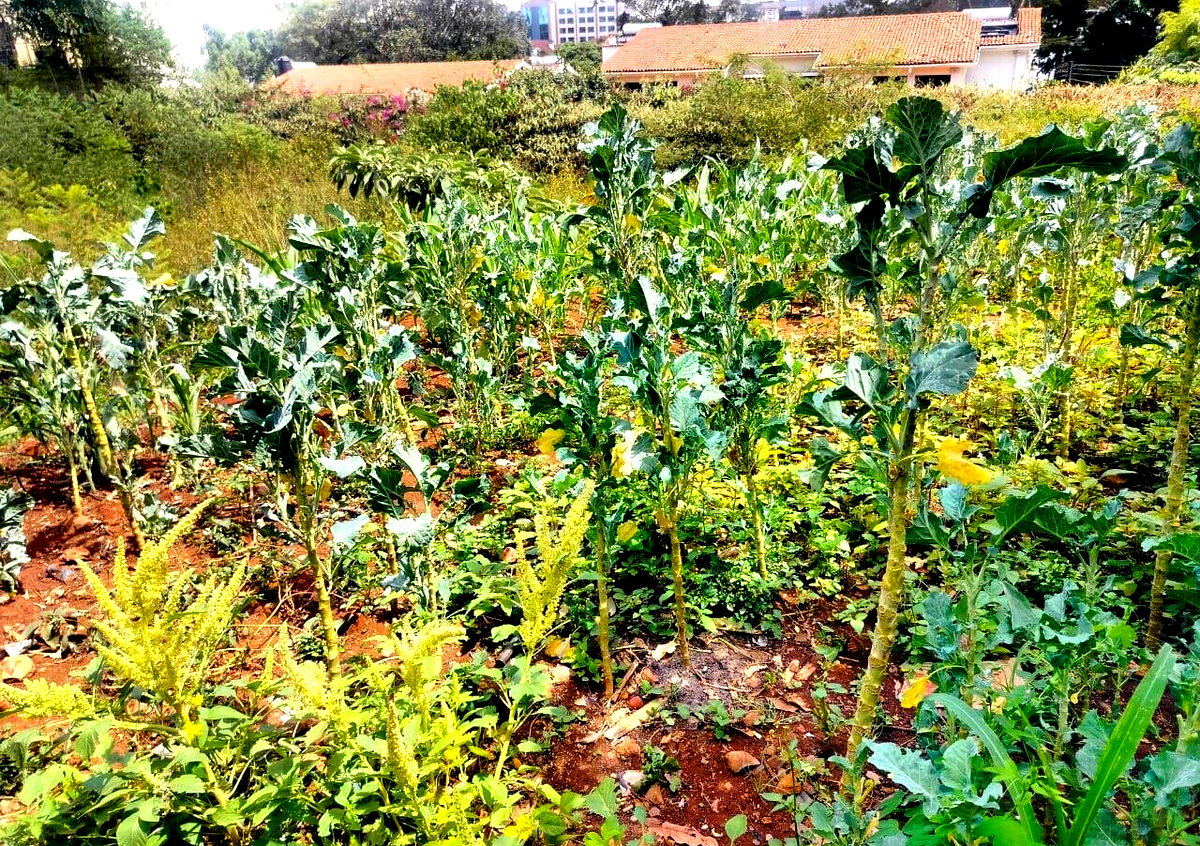 Half Acre Westlands Plot at KSh 180M