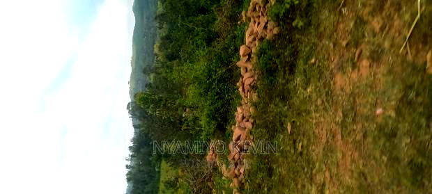 Gem Wagai (Komuok School)