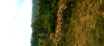 Gem Wagai (Komuok School) - Image 1