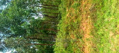 Gem Wagai (Komuok School) - Image 2