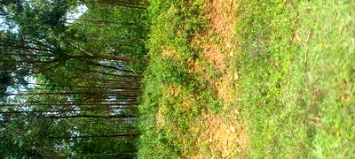 Gem Wagai (Komuok School) - Image 3