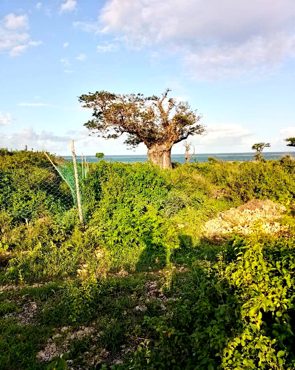 Half Acre Beach Plot in Malindi