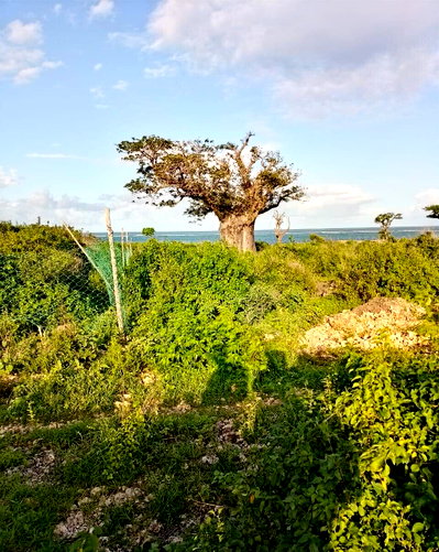 Half Acre Beach Plot in Malindi
