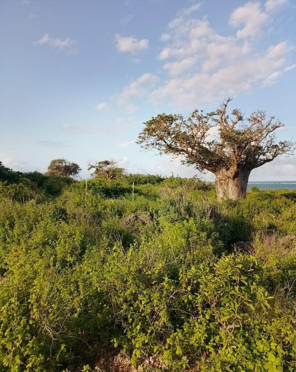Half Acre Beach Plot in Malindi