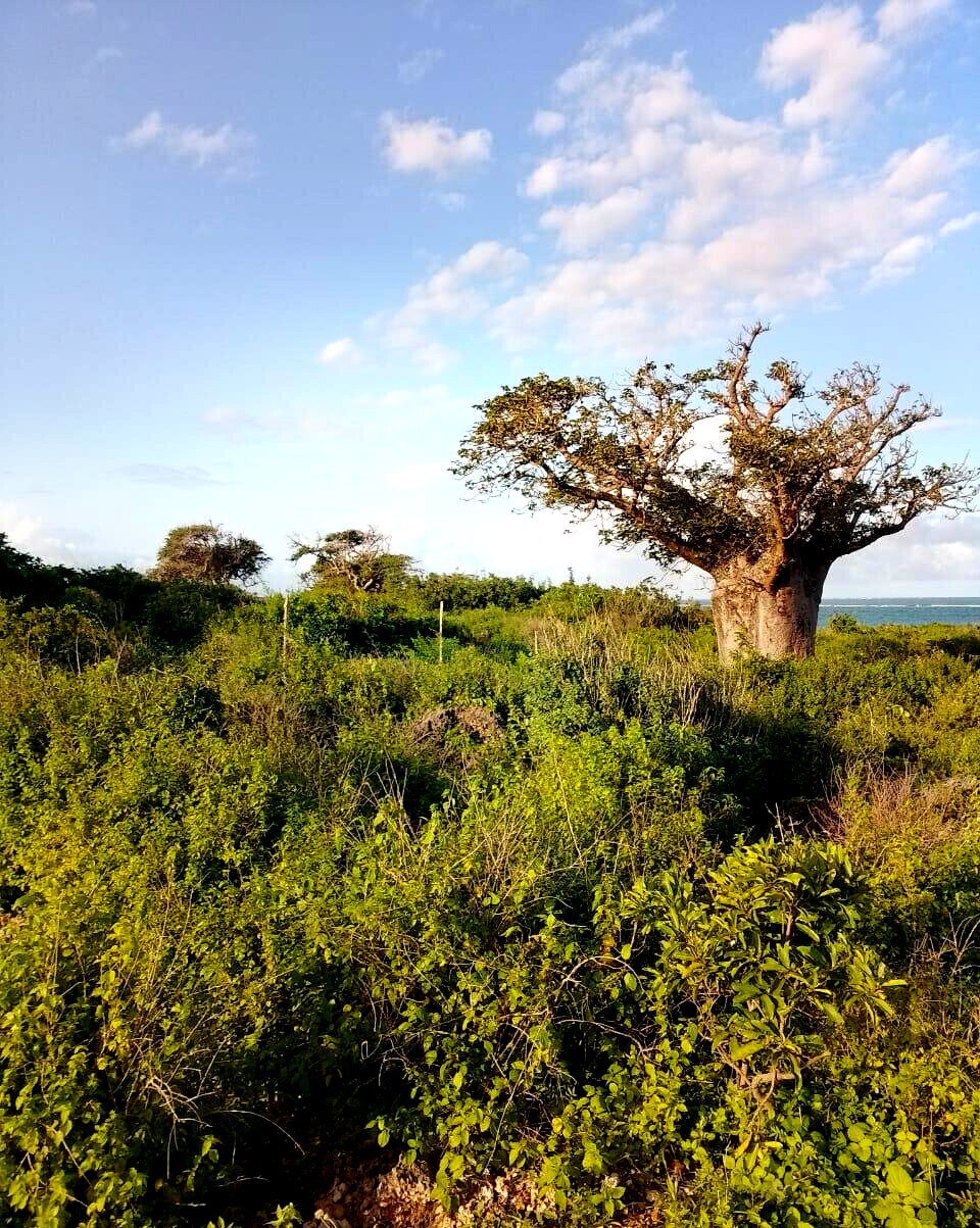 Half Acre Beach Plot in Malindi