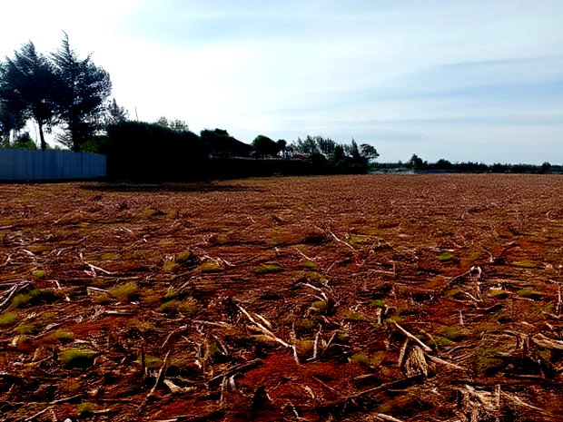Prime Plots in Chepkanga Chemaluk