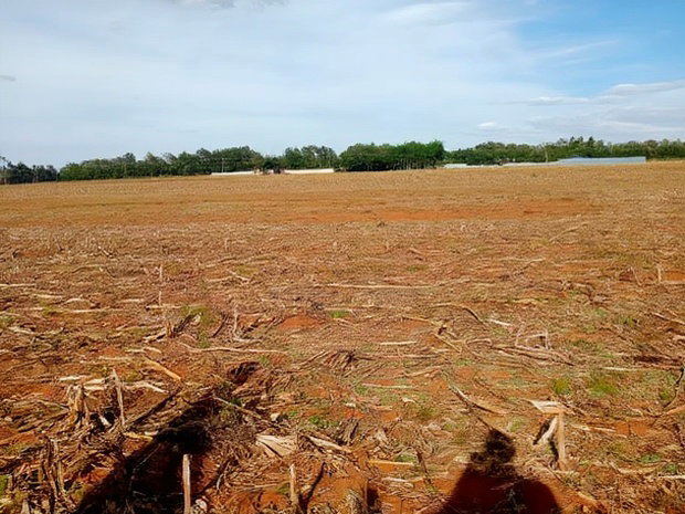 Prime Plots in Chepkanga Chemaluk