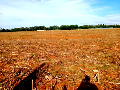 Prime Plots in Chepkanga Chemaluk