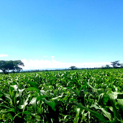 Loitokitok 10,20,42 Acres - Image 2