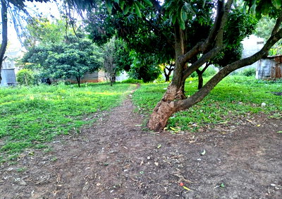 Half Acre Kasarani Plot with Garden