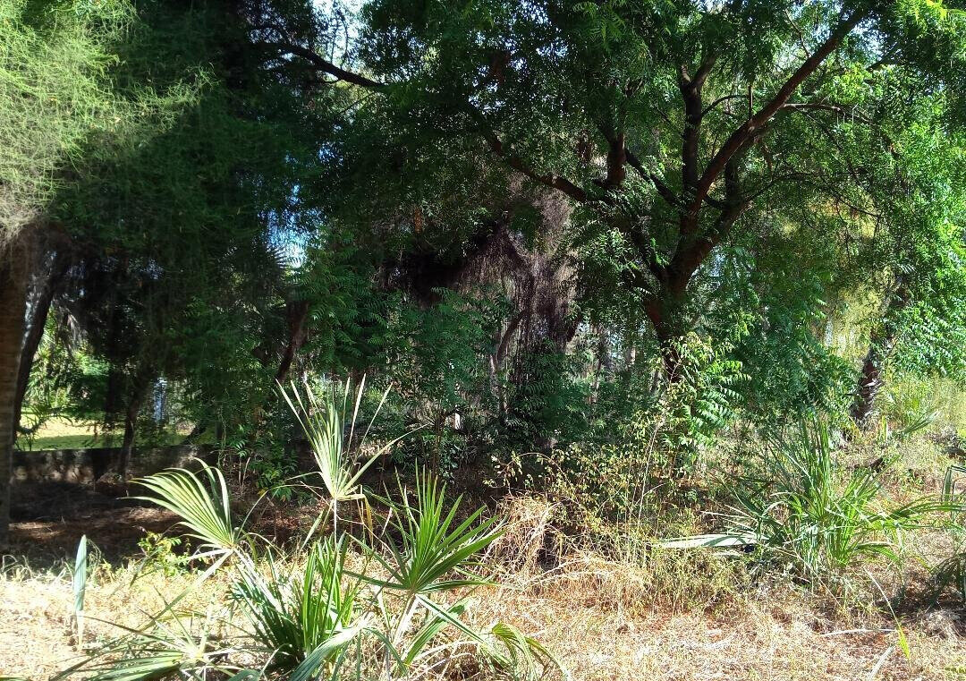 1-Acre Pet Friendly Plot in Malindi