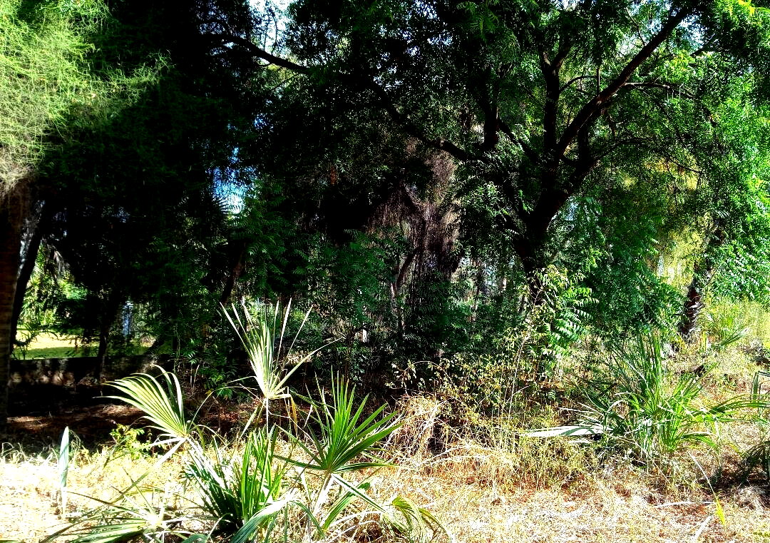 1-Acre Pet Friendly Plot in Malindi