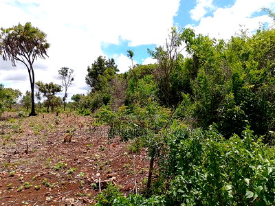 2-Acre Mid-Lot Behind Bora Bora Wildlife Park 5m Per Acre - Image 4