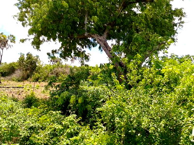 2-Acre Mid-Lot Behind Bora Bora Wildlife Park 5m Per Acre - Image 1