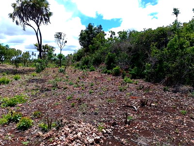 2-Acre Mid-Lot Behind Bora Bora Wildlife Park 5m Per Acre - Image 3