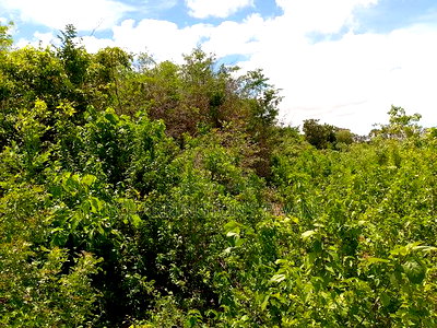 2-Acre Mid-Lot Behind Bora Bora Wildlife Park 5m Per Acre - Image 8