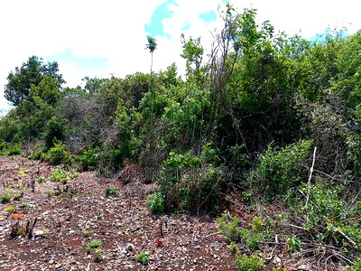 2-Acre Mid-Lot Behind Bora Bora Wildlife Park 5m Per Acre - Image 5