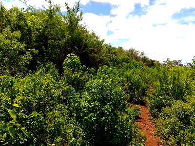 2-Acre Mid-Lot Behind Bora Bora Wildlife Park 5m Per Acre - Image 6