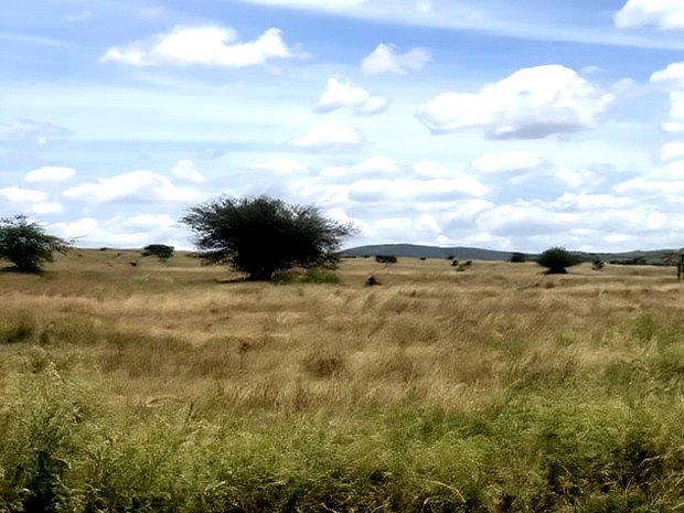32acres Kinanie