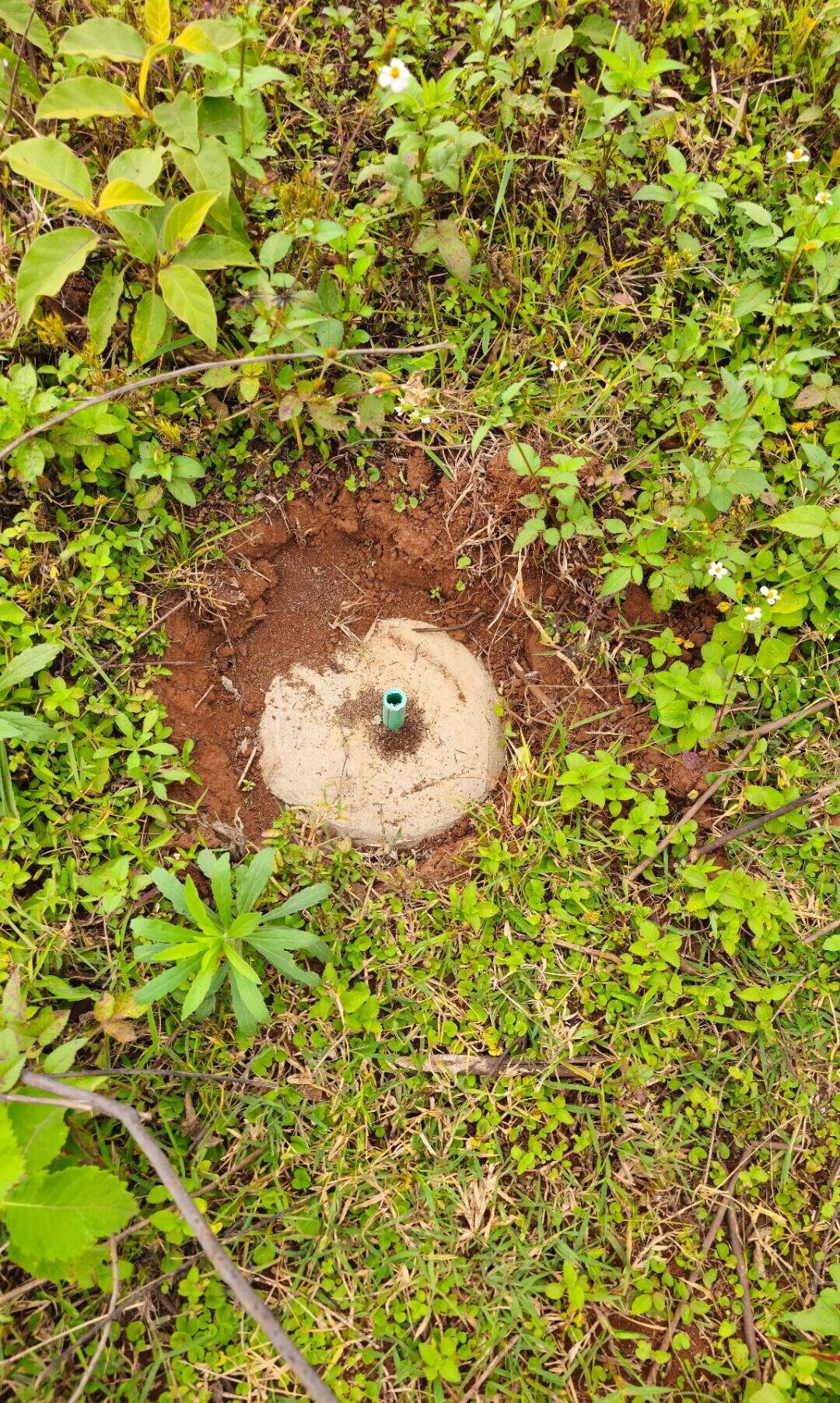 Pet Friendly 50x100 Plot in Thogoto
