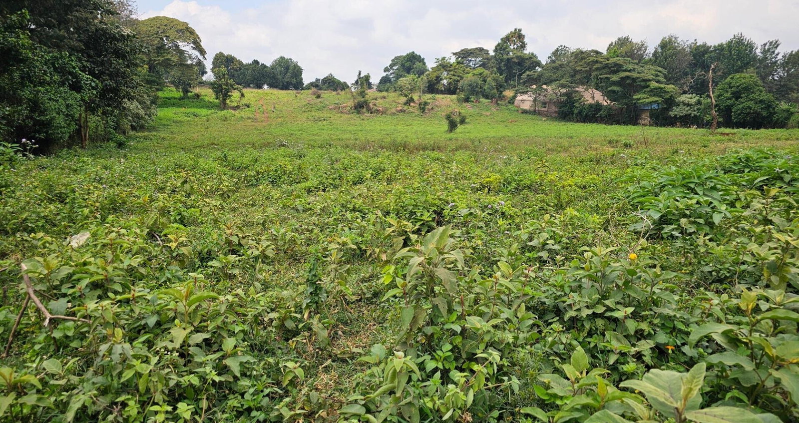 Pet Friendly 50x100 Plot in Thogoto