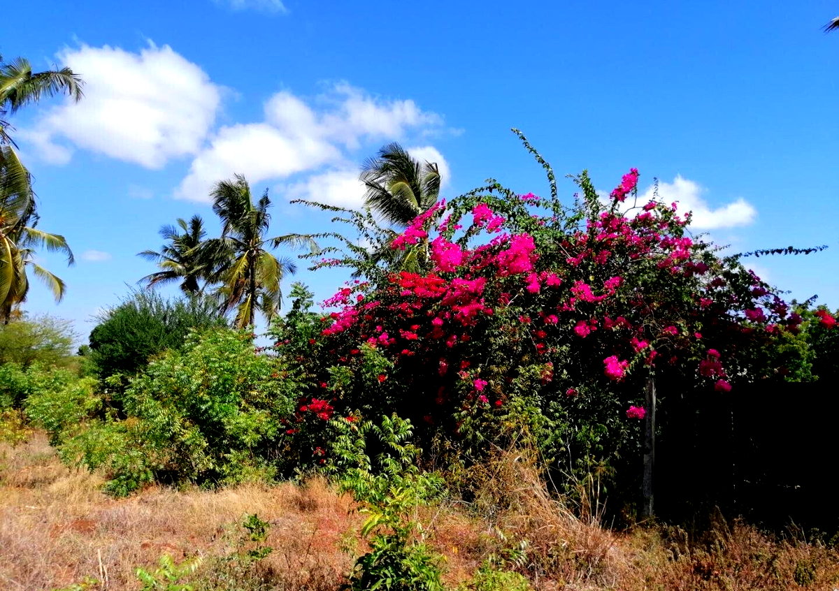 3/8 Acre Plot Near Sun n Sand Hotel