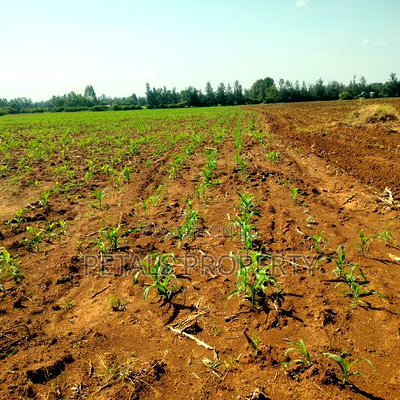 4 Acres for Sale in Kabarak Muhoo Farm - Image 2