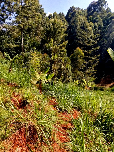 1/2 Acre on Sale in Gatanga Kihumbu-Ini - Image 5