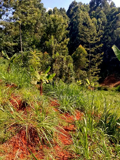 1/2 Acre on Sale in Gatanga Kihumbu-Ini - Image 6