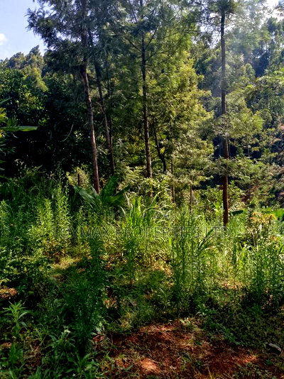 1/2 Acre on Sale in Gatanga Kihumbu-Ini - Image 3