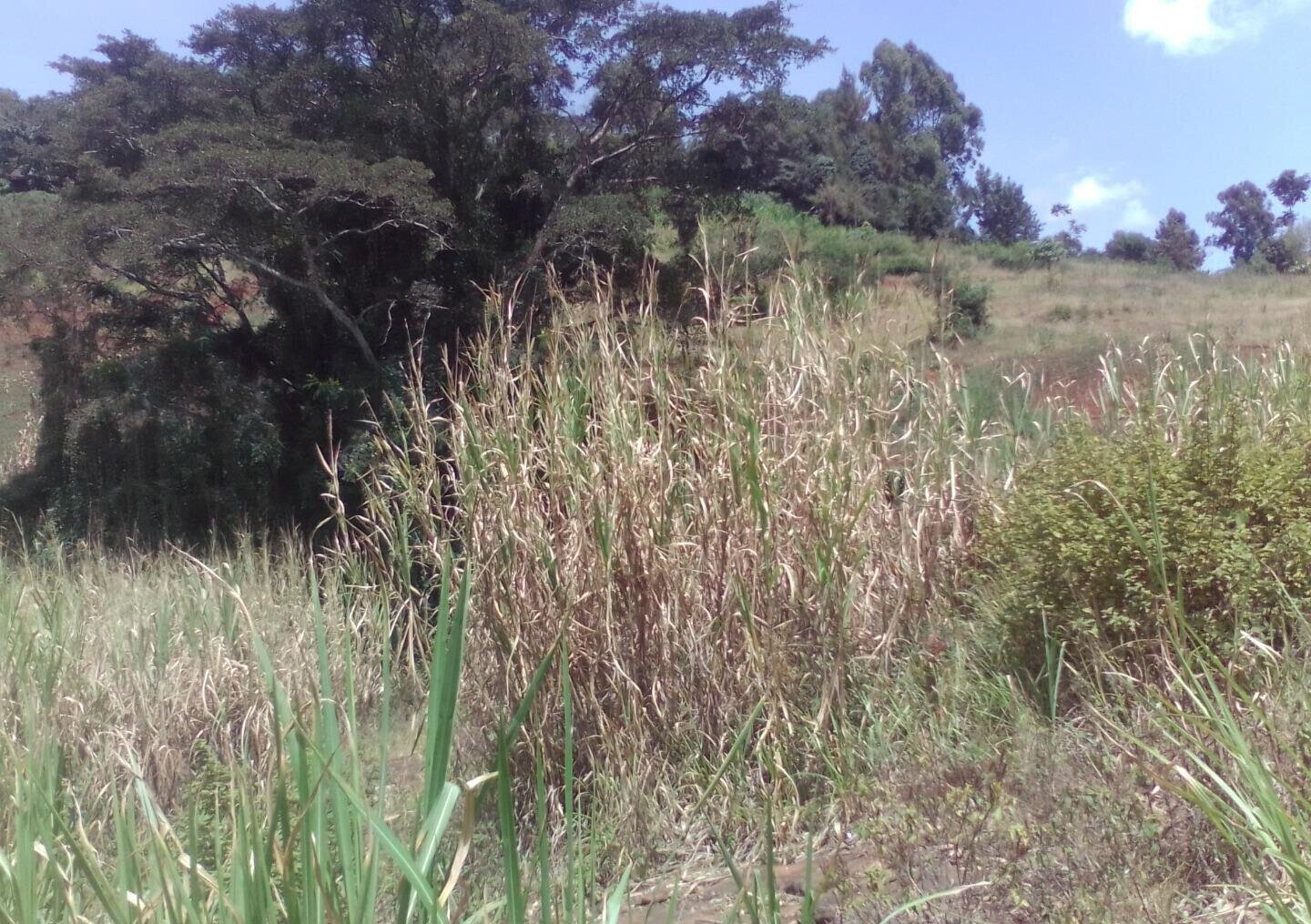 3.6-Acre Land in Lower Kabete