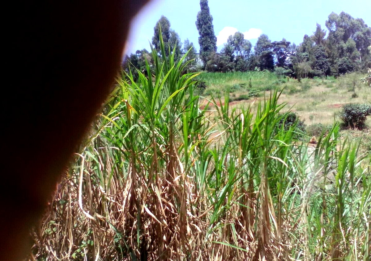 3.6-Acre Land in Lower Kabete