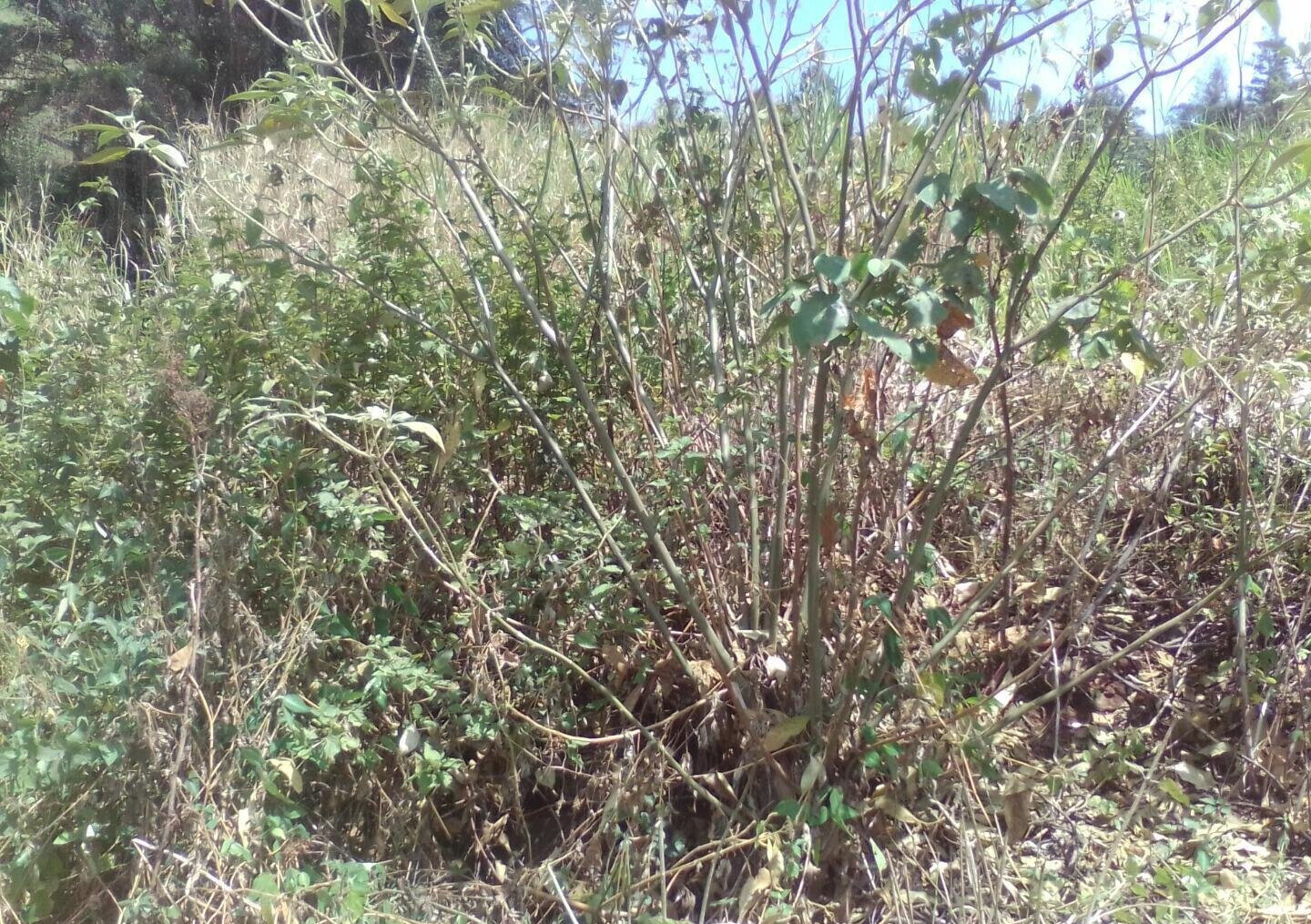 3.6-Acre Land in Lower Kabete