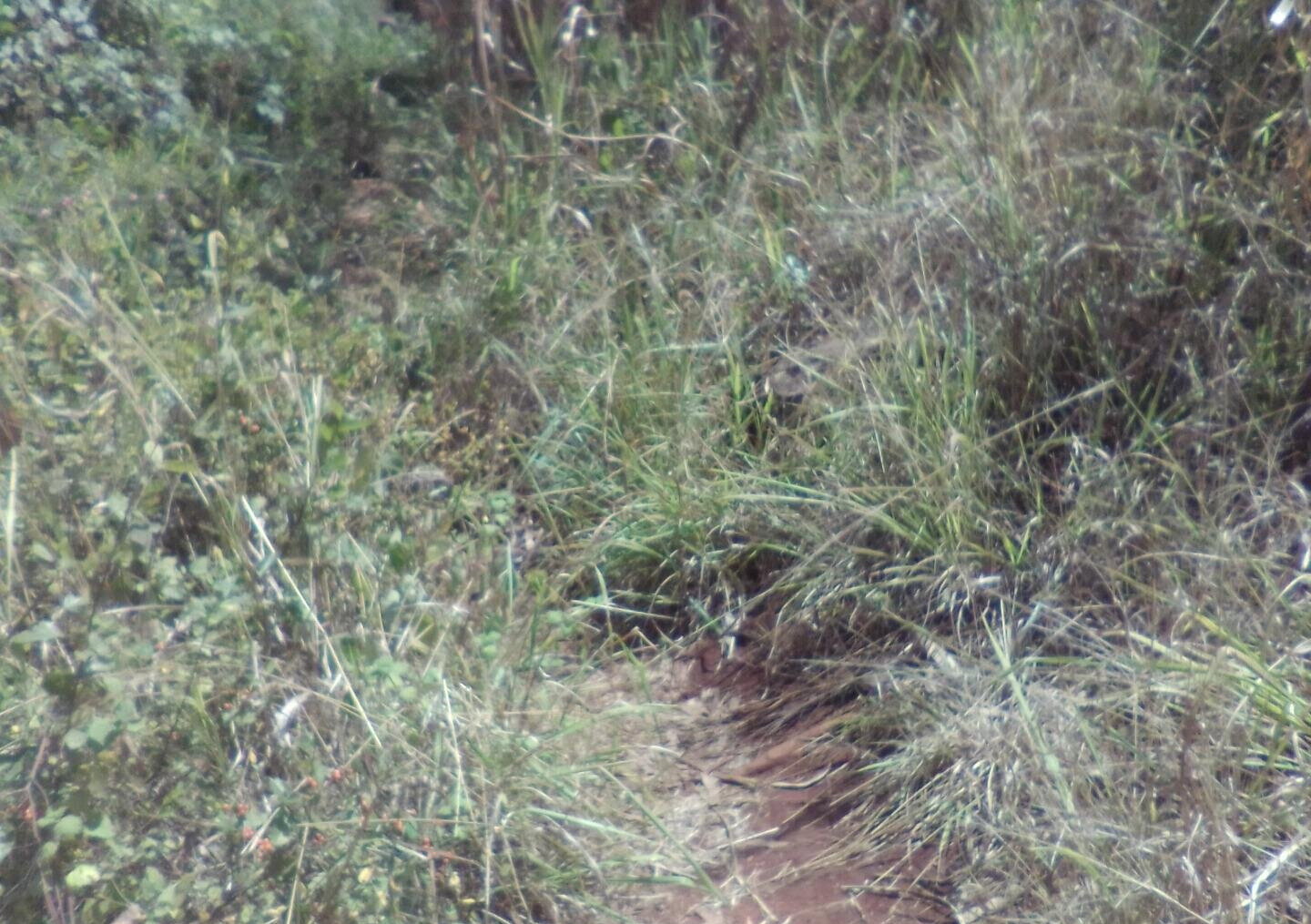 3.6-Acre Land in Lower Kabete