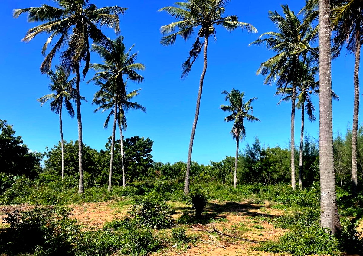 56-Acre Watamu Gem for KSh 6M