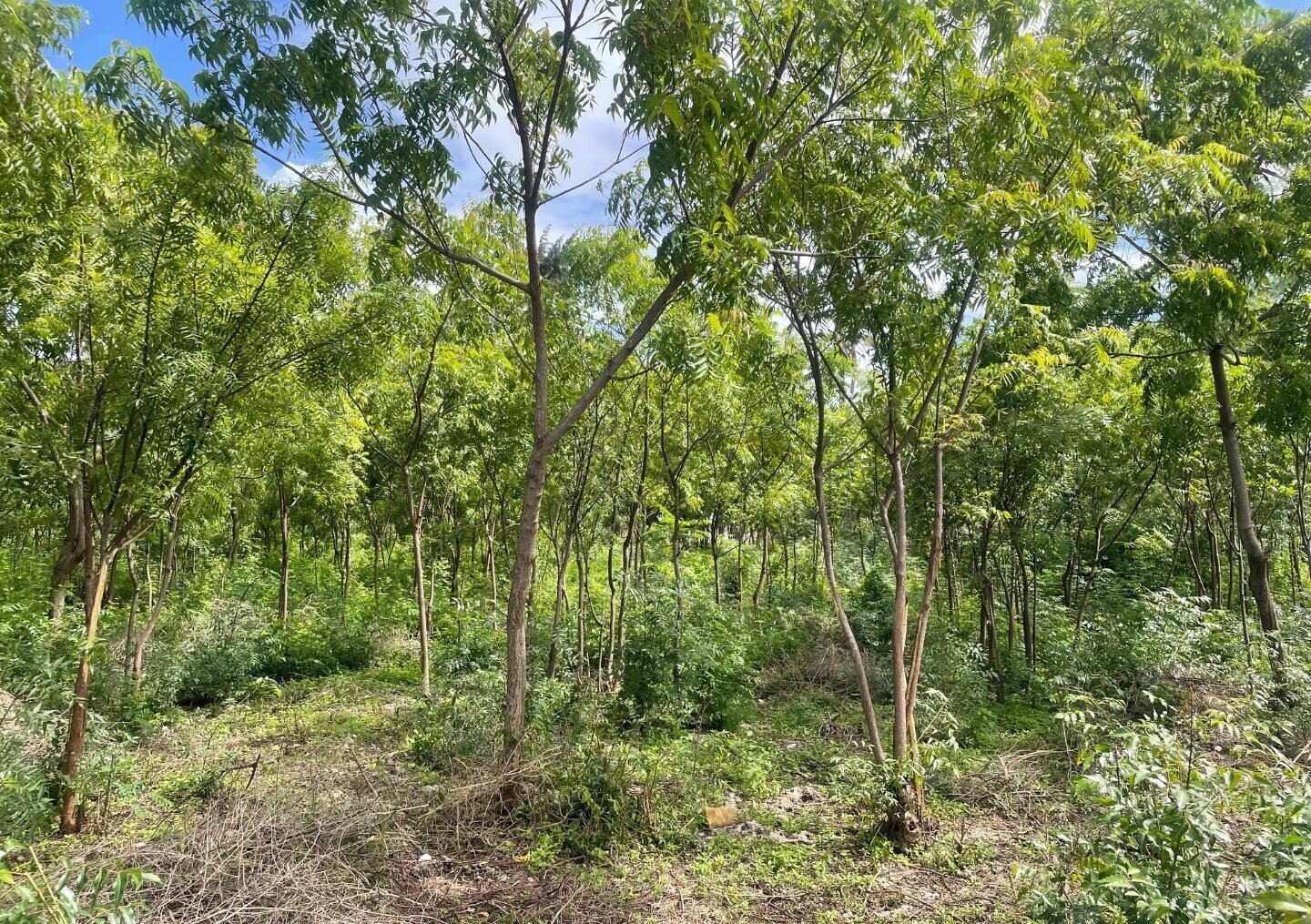 56-Acre Watamu Gem for KSh 6M