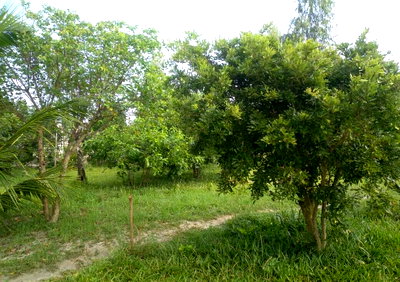 1-Acre Fertile Land in Watamu for KSh 5M